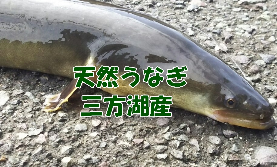 うなぎ料理　徳右ェ門