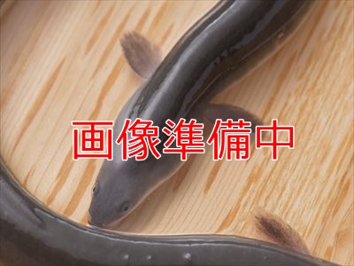うなぎ料理　徳右ェ門