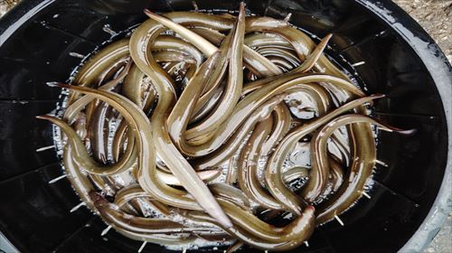 うなぎ料理　徳右ェ門